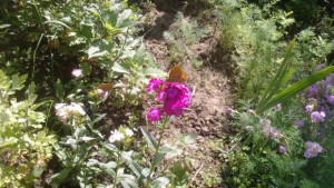 На Еньовден да се изпълним с вяра в добрите сили