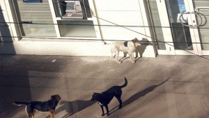 Три кучета нападнаха варненка пред дома й