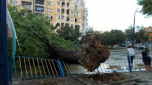 Паднало дърво затисна жена в автомобила й