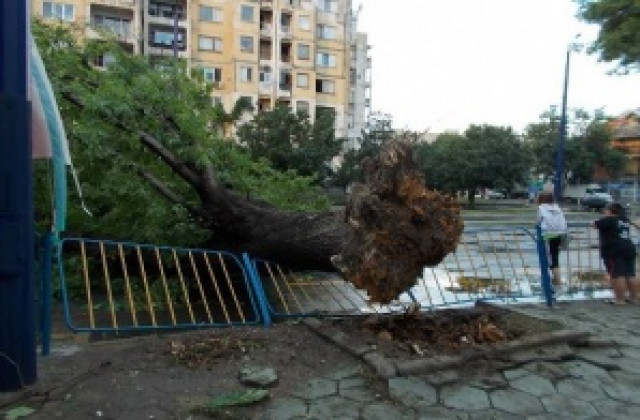 Паднало дърво затисна жена в автомобила й