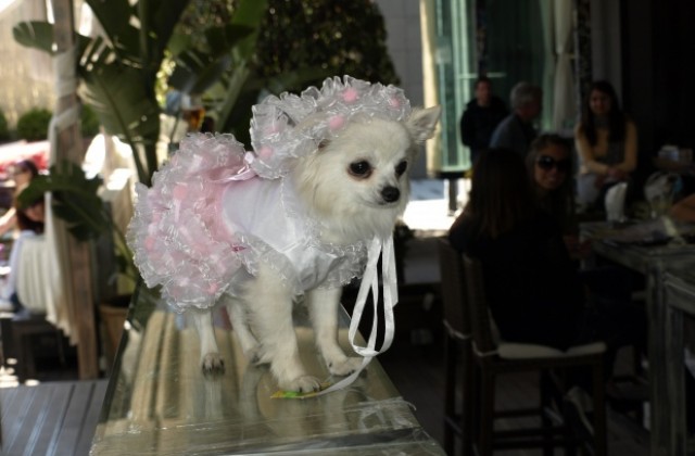 Кастрират 250 домашни кучета