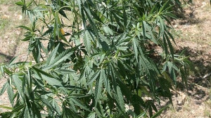 2 880 кг марихуана открити в двор на селска къща