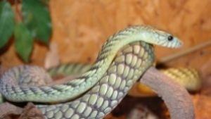 Плъзнаха змии