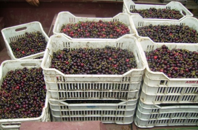 До 60 стотинки падна цената на черешите в кюстендилско