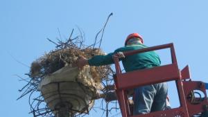 Зачестяват сигналите за инциденти с млади екземпляри от вида бял