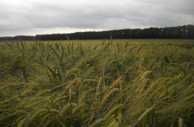 На Летен Атанасовден започва жътвата