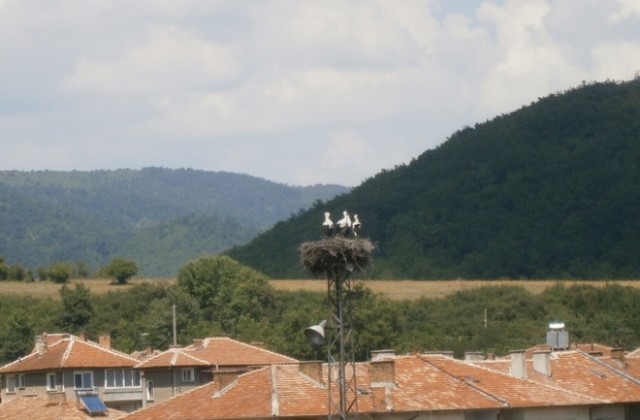 Семейство щъркели с четири малки радват жителите на Елена