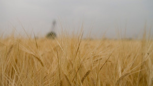 Отбелязваме Летен Атанасовден жътвата започва