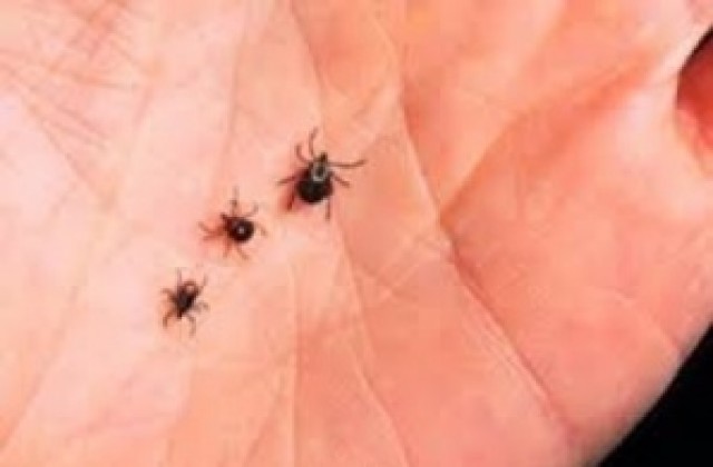 Кърлежи нахапаха 36 варненци