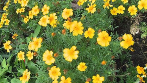 Слънце и дъжд