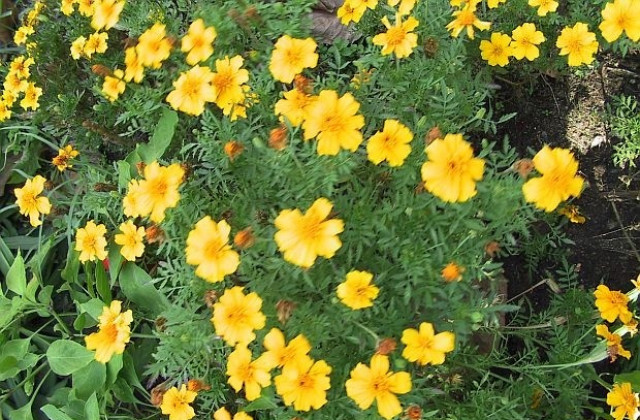 Слънце и дъжд