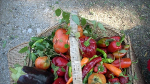 Замислят борса за продукцията на местните земеделци