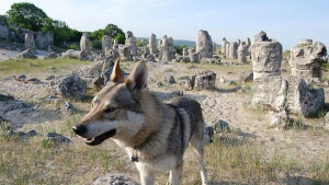 Откриха вълка Терес участвал в снимките на много филми