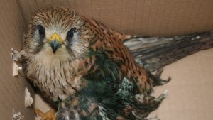РИОСВПлевен помогна за спасяването на щъркели и керкенези в беда
