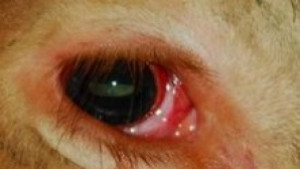 Изплашен бик бяга от камион премазва жена