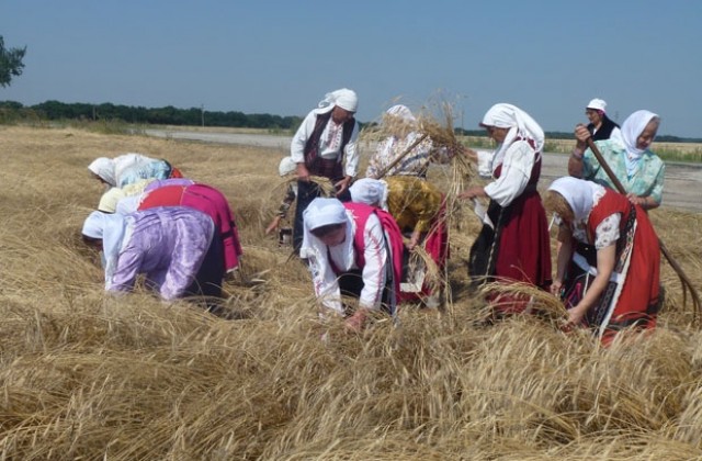 Над 250 кг/дка лимец чакат в балчишкото село Гурково