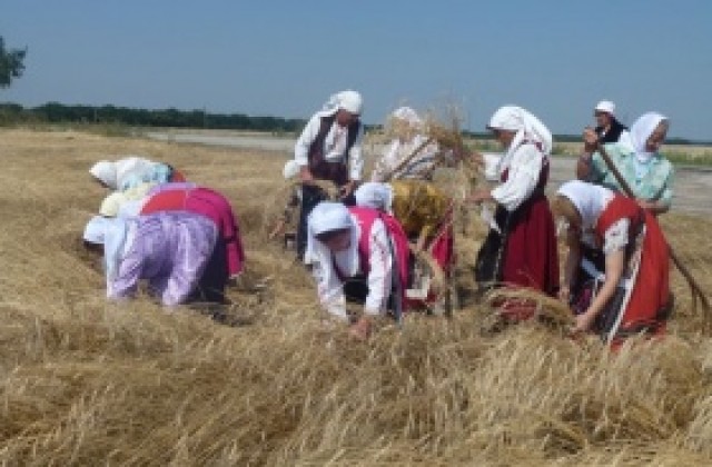 Над 250 кг/дка лимец очакват в Добруджа