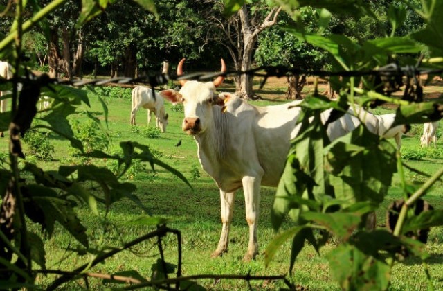 Крава падна през покрив на къща и уби бразилец