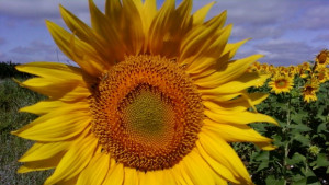 Започват Горещниците