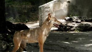 С две нови вълчици се сдоби Варненският зоопарк