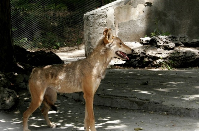 С две нови вълчици се сдоби Варненският зоопарк
