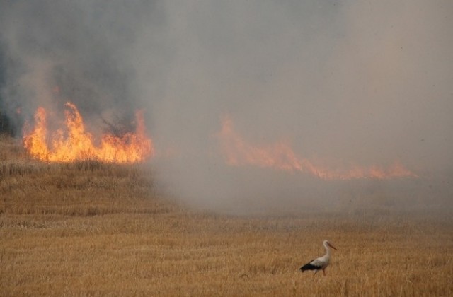 30 души се борят с горски пожар край Харманли