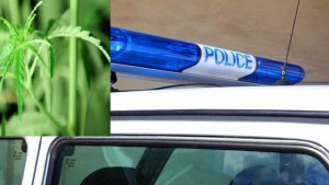 Севлиевец отглеждал марихуана на терасата носел си за из път