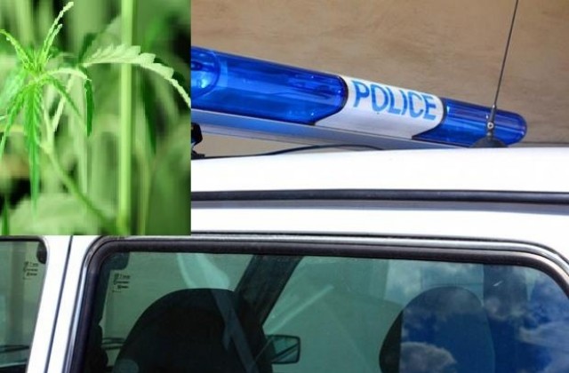 Севлиевец отглеждал марихуана на терасата, носел си за из път