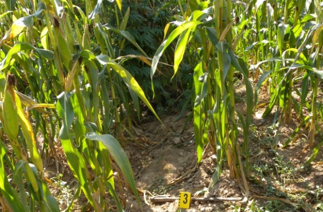 Криминално проявен крие канабис в царевица