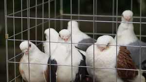 Задигнаха 20 гълъба в Провадия