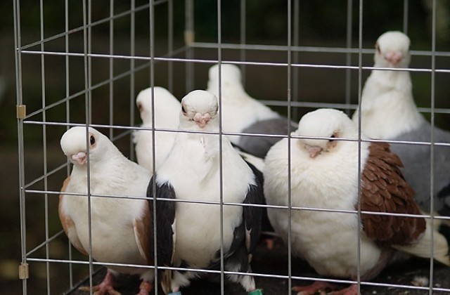 Задигнаха 20 гълъба в Провадия