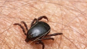 13 варненци станаха жертва на кърлежи само за седмица