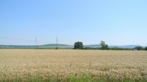 Прибрана е близо 70 на сто от пшеницата в Горнооряховско