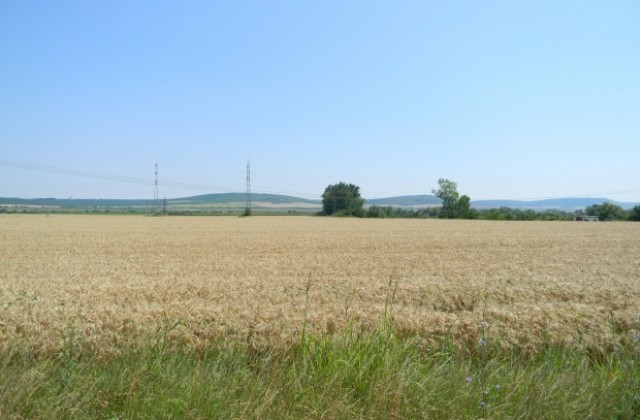 Прибрана е близо 70 на сто от пшеницата в Горнооряховско