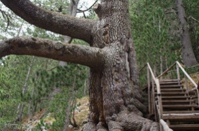 Черница на 650 г. на ул. „Искър” е най-старото живо дърво в столицата