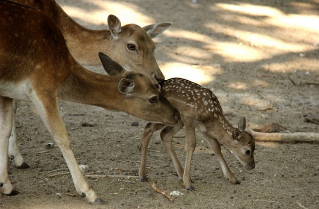 Маймунче и лопатарче се родиха във варненския зоопарк