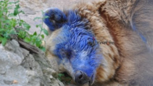 Момче хвърли спрей с боя при мечката в зоопарка тя