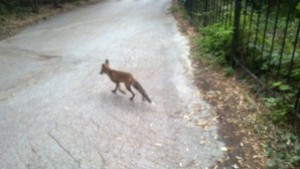 Убиха дивата лисичка в Морската градина