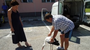 Общински служители от Стралджа спасиха щъркел