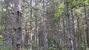 Борови дървета изсъхват във Войника