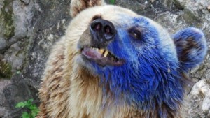 Търсят машинка за подстригване за боядисаната в синьо мечка