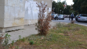 Умишлено унищожават дръвчета в казанлъшки паркове