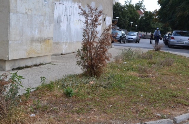 Умишлено унищожават дръвчета в казанлъшки паркове