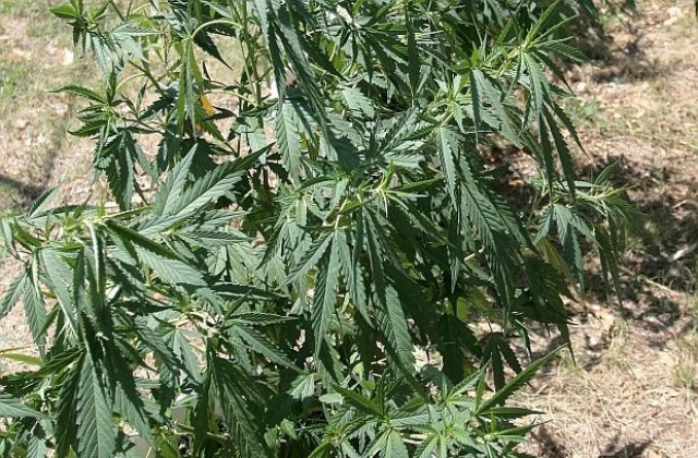 Откриха марихуана в двора на семейство