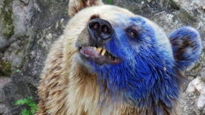 Подстригаха и изчистиха мечката Свобода