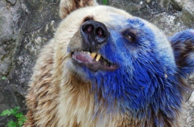 Подстригаха и изчистиха мечката Свобода