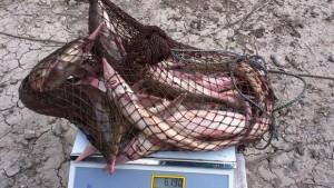 Глобиха рибар ловил чига в Дунава