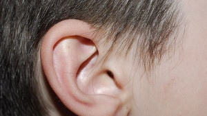 Учени ще отглеждат уши от клетки на пациента