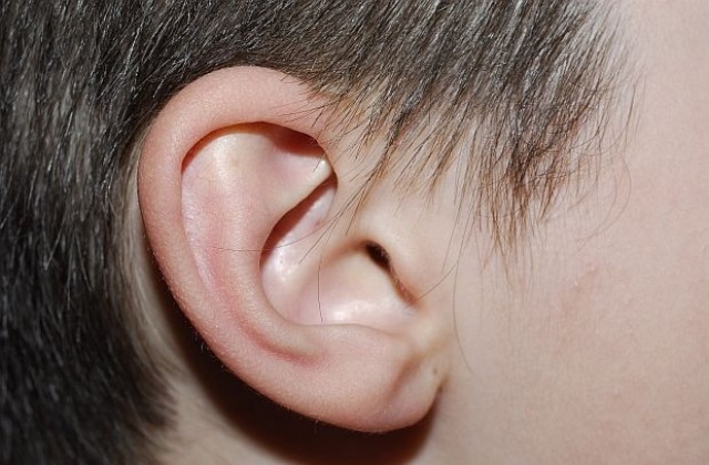 Учени ще „отглеждат“ уши от клетки на пациента