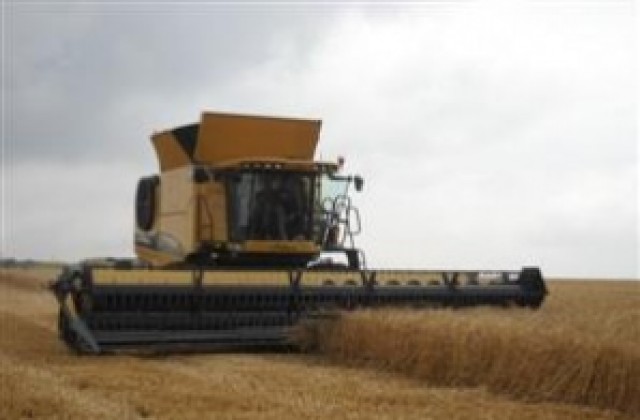 490 кг/дка е средният добив от пшеницата в Попово